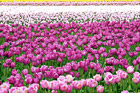 Field of Pink and Purple Tulips digital painting
