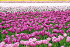 Field of Pink and Purple Tulips digital painting