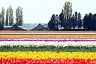 Skagit Valley Tulip Fields digital painting