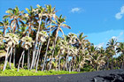 Black Sand Beach & Palm Trees digital painting