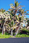 Black Sand Beach at Punaluu, Big Island digital painting