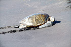 Sea Turtle on Black Beach digital painting