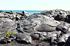 Lava Fields & Ocean digital painting