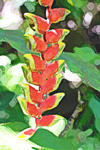 Flower in Hawaii digital painting
