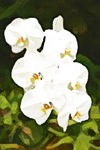 White Flowers in Hawaii digital painting