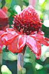 Red Hawaiian Flower digital painting