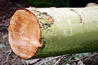 Close up of a Log digital painting