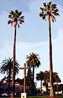 Tall Palm Trees & Cross digital painting
