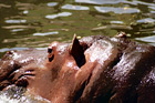 Hippopotamus Face digital painting