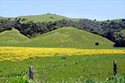 Marin County Landscape of Hills digital painting