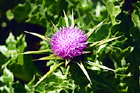 Winged Thistle - Californian Purple Wildflower digital painting