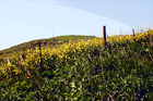 California Yellow Wildflowers digital painting