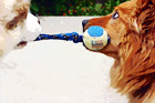 Dogs Playing Tug-of-War digital painting