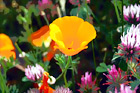 California Orange Poppy digital painting