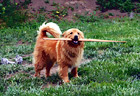 Dog Biting a Stick digital painting