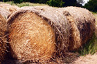 Bundles of Hay digital painting