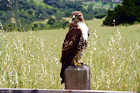 Hawk on Post digital painting