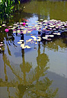 Lilly, Pond & Palm Tree Reflection digital painting