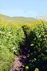 Hiking Through Marin County Wildflowers digital painting