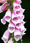 Foxglove Washington State Wildflower digital painting