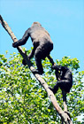 Two Gorillas on Tree Branch digital painting