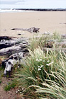 Discovery Point : Oregon Coast & Beach digital painting