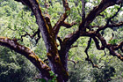 Mossy Tree Close Up digital painting
