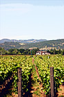 Napa Valley Cakebread Cellars Vineyard digital painting