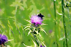 Bee on Winged Thistle Wildflower digital painting