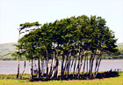 Point Reyes Trees digital painting