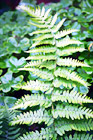 Green Fern digital painting