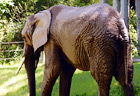 African Elephant digital painting