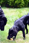 Black Labs Playing digital painting