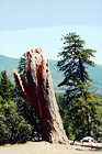 Yosemite Tree & Stump digital painting