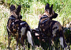 African Wild Dogs digital painting