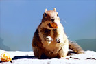 Eating Squirrel digital painting