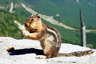 Big Cheeks Squirrel digital painting