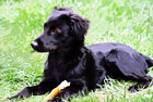 Black Lab Puppy in Grass digital painting