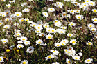 White Daisies digital painting