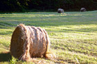 Bundles of Hay in a Field digital painting