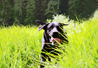 Black Lab Running in Tall Grass digital painting