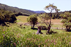 Farmland in Summer digital painting