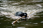 Black Lab Swimming With Stick digital painting