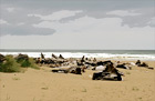 Drift Wood & Beach, Oregon digital painting