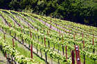 Winery Field digital painting