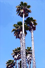Palm Trees digital painting