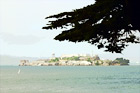 Alcatraz with Tree Branch digital painting