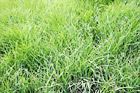 Green Grass Field digital painting