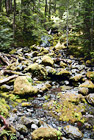 Mossy Rocks & Creek digital painting