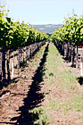 Winery Row digital painting